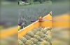 Ananas Toplamada Çığır Açan İşçiler