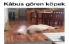 Kabus Gören Köpek