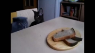 İki Kedinin Ekmek Çalması