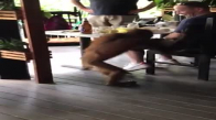 Adamın Yemeğini Çalan Orangutan