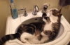 Kim Demiş Kediler Suyu Sevmez Diye!