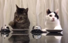 Yemek İsteyen Kedilerin Tatlı Halleri