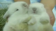 Sevimli Tavşanlar