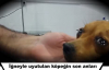 İğneyle Uyutulacağını Anlayan Köpeğin Gözyaşları