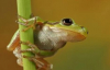 Küçük Kurbağa Çocuk Şarkısı (Little Frog Song)