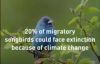 İklim değişikliği, Ötücü Kuşları Susturuyor