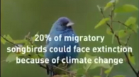 İklim değişikliği, Ötücü Kuşları Susturuyor
