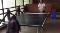 Tenis Oynayan Maymun