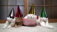Yeni Yılı Kutlayan Kediler