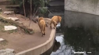Ziyaretçilere Bakarken Suya Düşen Aslan