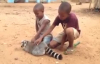 Çocuklara Sırtını Kaşıtan Lemur 