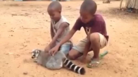 Çocuklara Sırtını Kaşıtan Lemur 