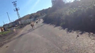 Bisiklet Süren Adama Saldıran Köpekler