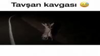 Tavşan Kavgası