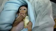 Yeni Doğan Sevimli Maymunun Beslenmesi