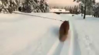 Kediyle Kayak Yapan Kadın