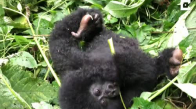 Goril Ailesinin Yeni Doğan Sevimli Ferdi