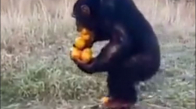 Sağlıklı Yaşamayı Seven Maymun