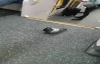 Ulaşım İçin Metroyu Tercih Eden Güvercin