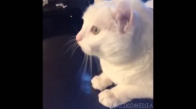 En Komik Kedi Videoları Bir Arada