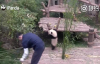 Yılışık Panda
