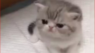 Çok Sevimli Bir Kedi Yavrusu