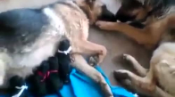 Köpeğin Yavrularına Süt Veren Anneyi Sevmesi
