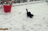 Hayatında İlk Kez Kar Gören Kedilerin Aşırı Sevimli Tepkileri