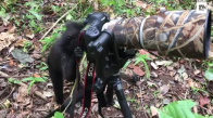 Fotoğrafçılığa Başlayan Maymun