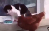 Tavuk kedinin mamasını yemeğe çalışınca gazetelerde kedi tavuğu dövdü oluyor