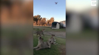 Drone İle Aslanlara Egzersiz Yaptıran Adam