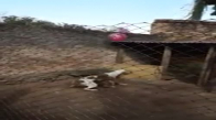 Balonla Eğlenen Mutlu Köpekler