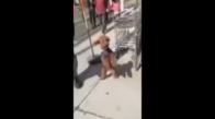 Köpeğin Dansı