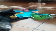 Şapşal Kedilerin Oyun Oynaması