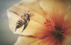 Çiçeğin Etrafında Uçan Bal Arısının Ağır Çekim Görüntüsü