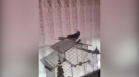 Türkiyem Şarkısını Çalan Papağan