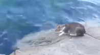 Kedi Ağzıyla Denizden Balık Yakaladı