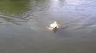 Yüzmeyi Seven Köpek