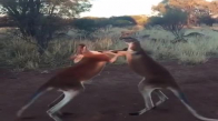 Ağır Çekimde Kanguru Kavgası