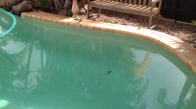 Havuzdaki Su Kertenkelesine Saldıran Yılan