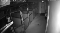 Hastaneden Ustalıkla Kaçan Köpeğin Helal Olsun Dedirten Görüntüsü