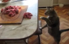 Et Çalmaya Çalışan Kedi