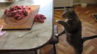 Et Çalmaya Çalışan Kedi