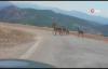 Tuz için yola inen dağ keçileri görüntülendi, yetkililer uyardı 