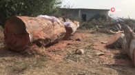 Ceyhan'da ağaç kesme kavgası- 2 ölü, 4 yaralı 