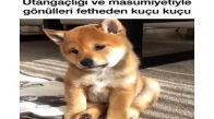 Depresyona Girmiş Köpek