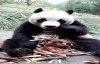 38 kg Bambu Yiyen Panda 