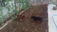 Tavuğun Yavru Kurt Köpeğine Meydan Okuması