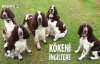 English Springer Cinsi Köpeklerin Özellikleri