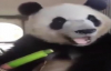 Şapur Şupur Bambu Gömen Panda